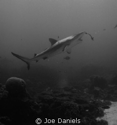 Grey Reef Shark getting cleaned by Joe Daniels 